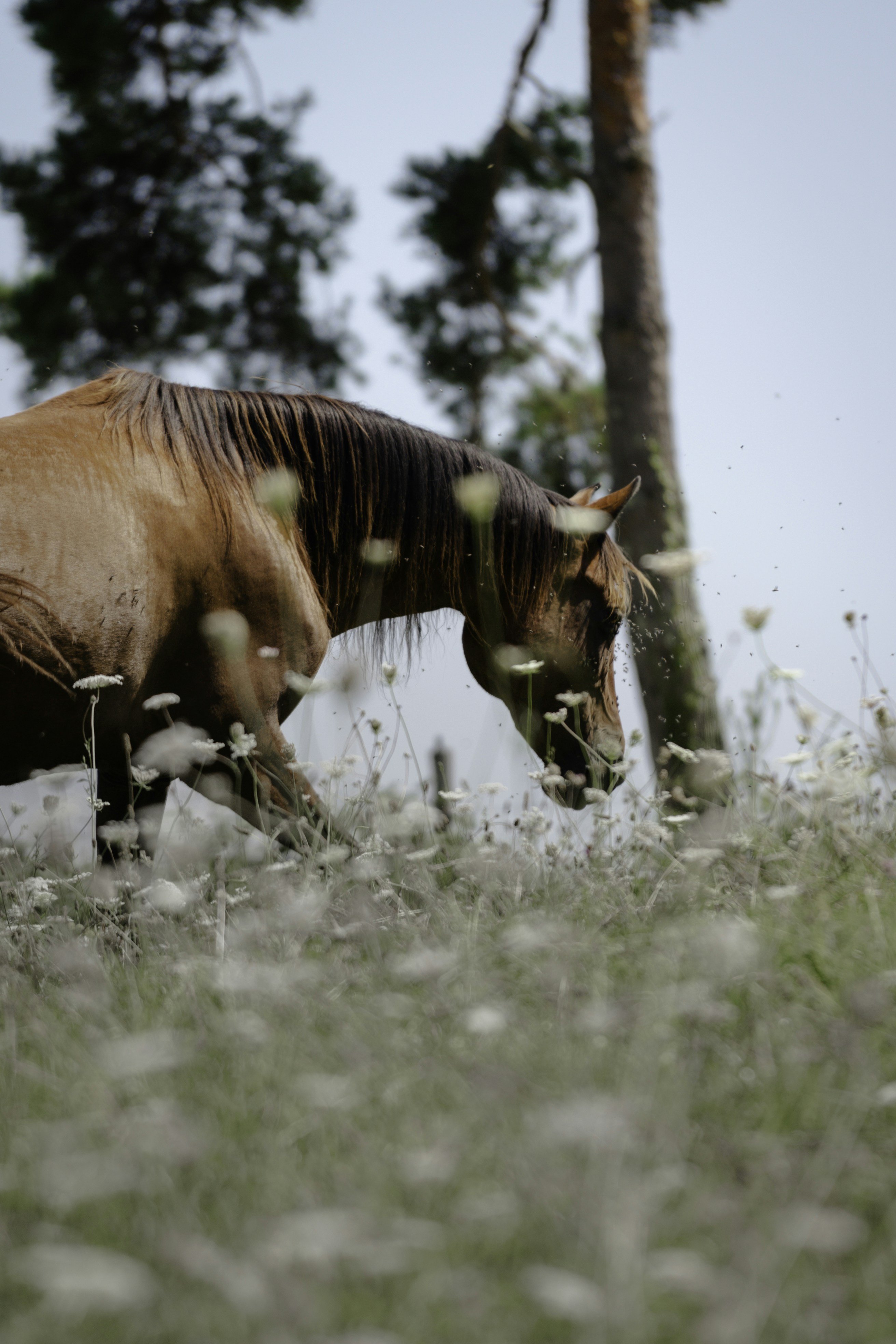 Photo by francescafrann