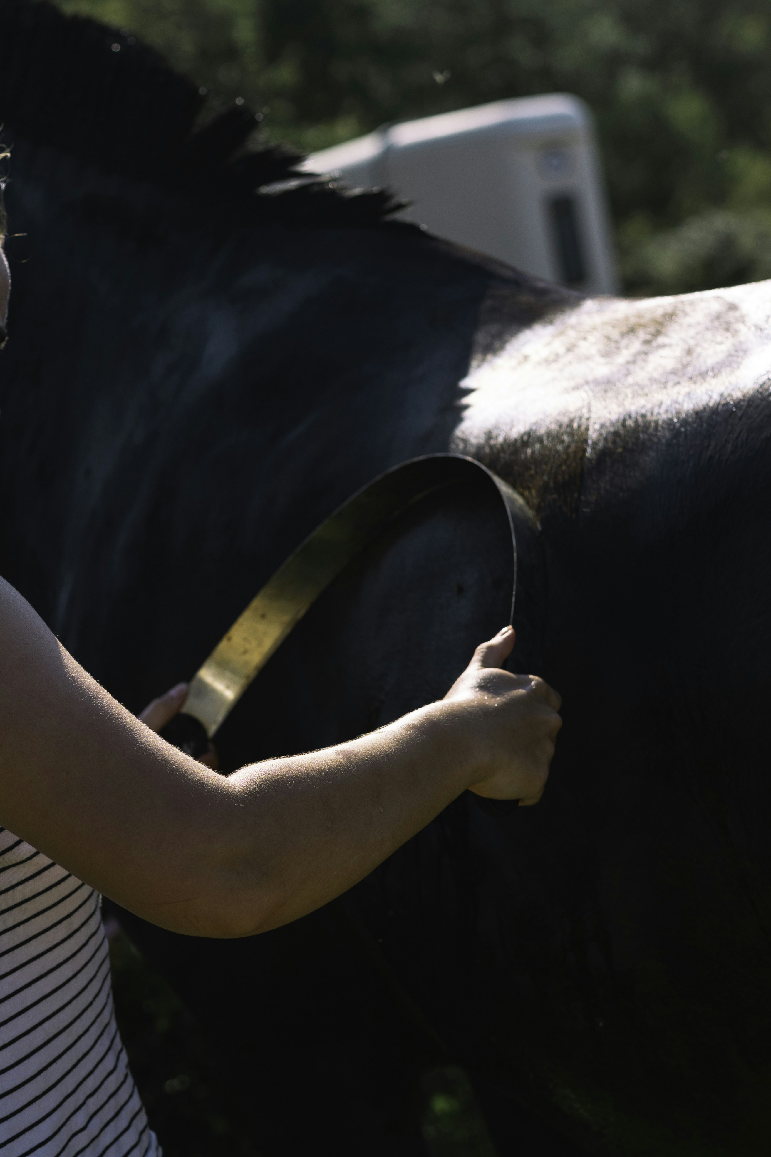 a person holding a magnifying glass to a cow