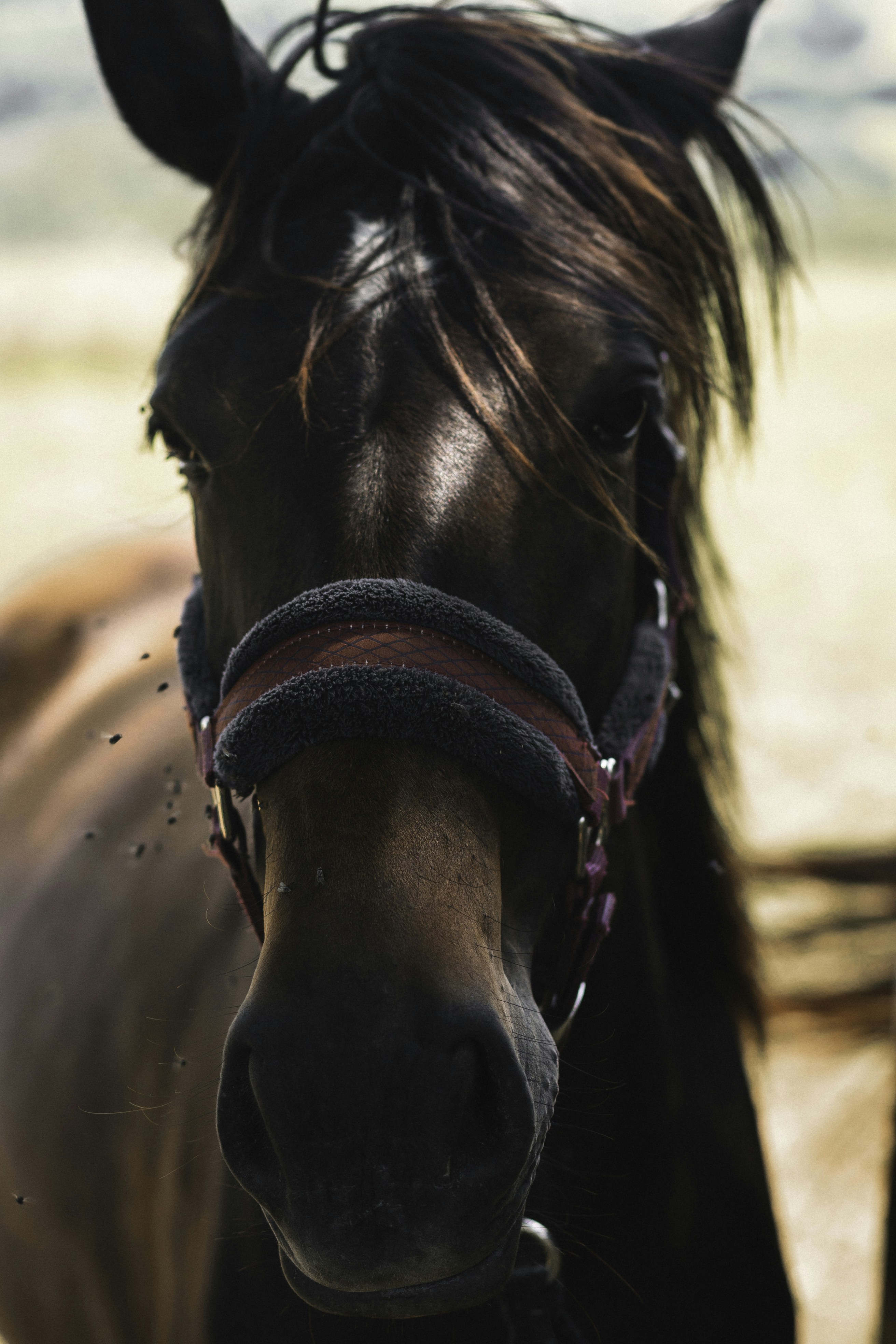 Photo by francescafrann