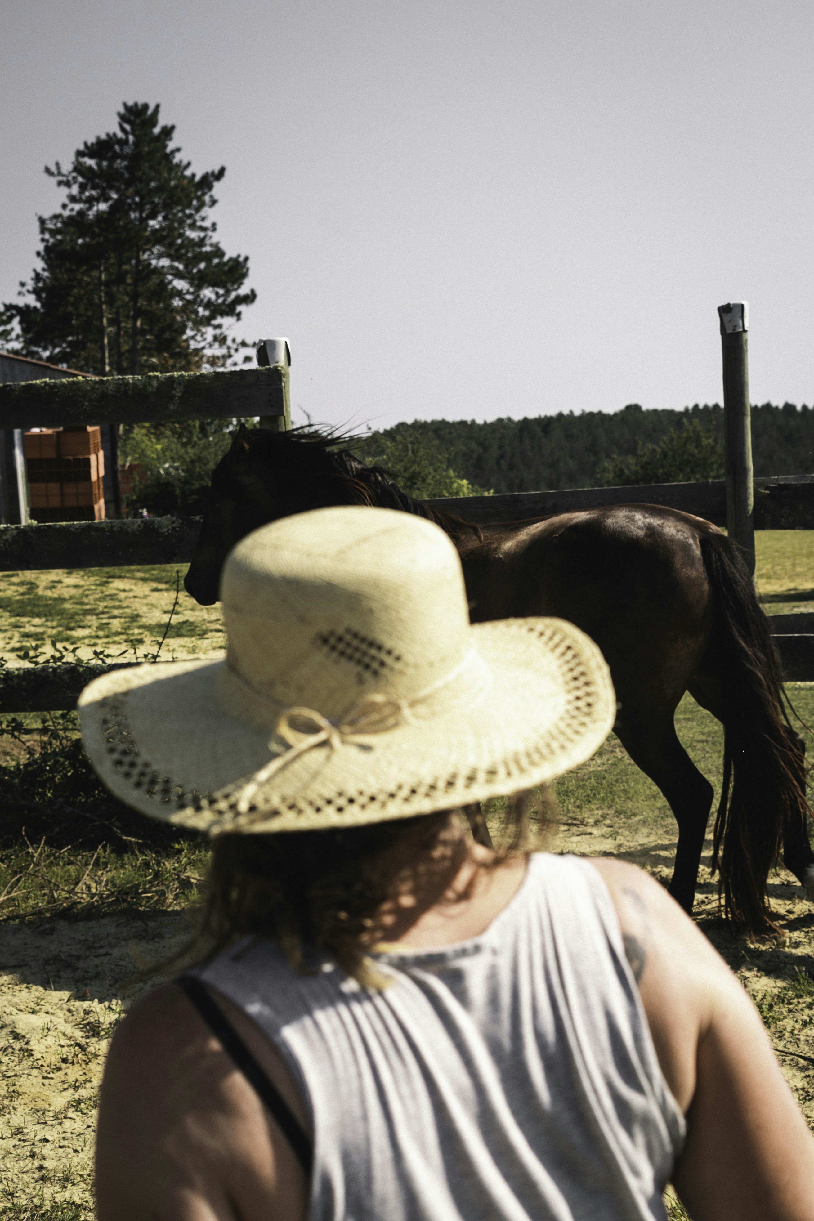 a person looking at a horse