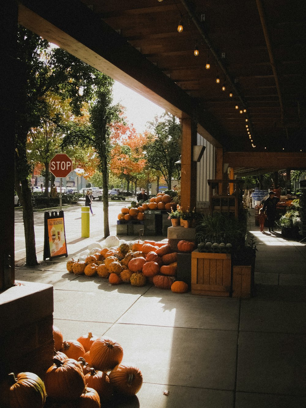 un campo di zucca con zucche