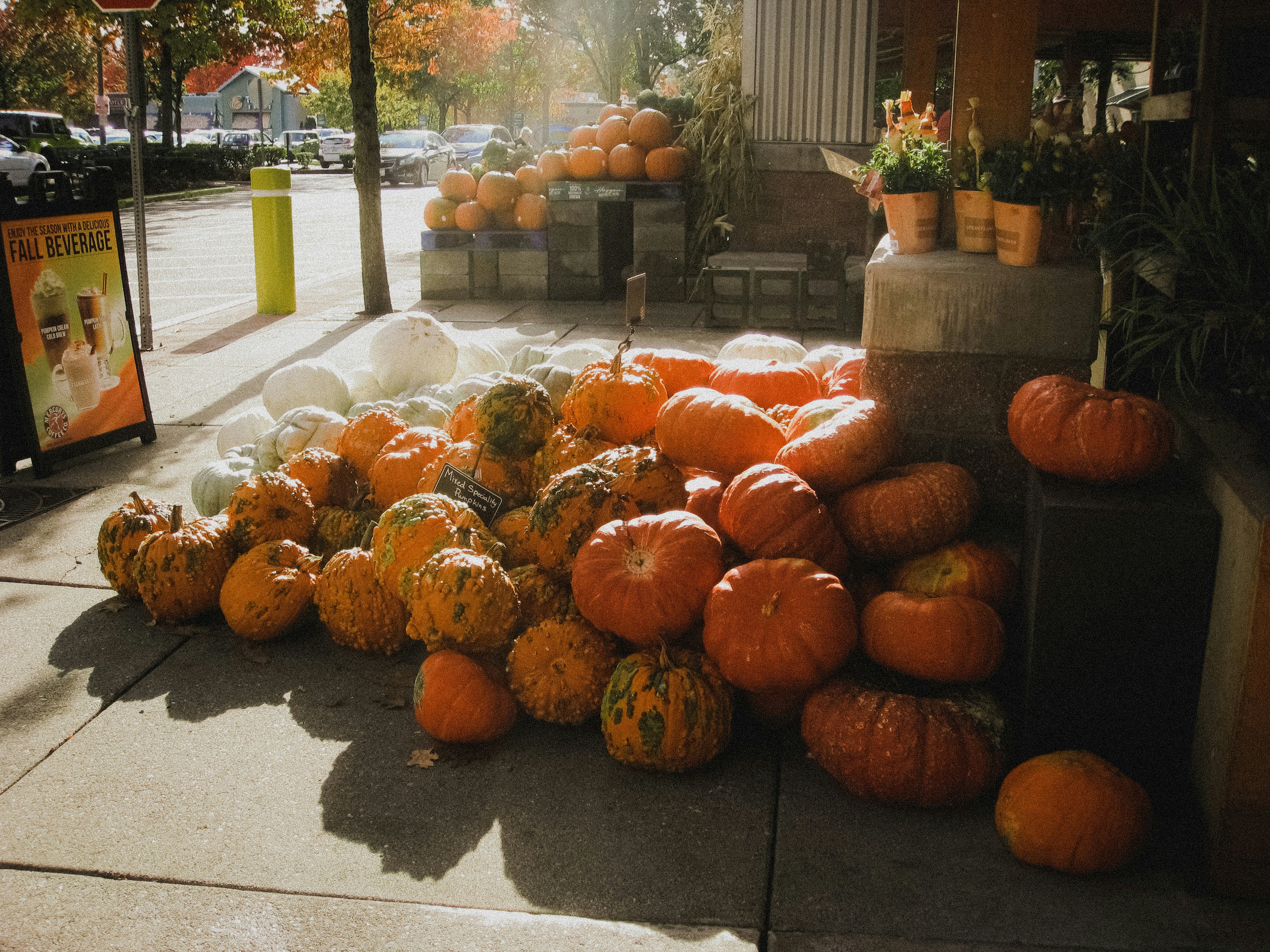 Una exhibición de calabazas