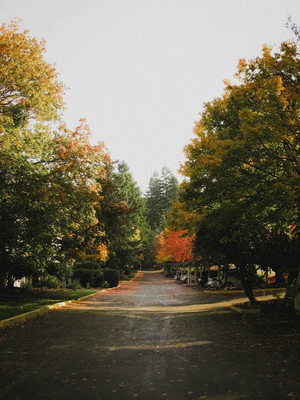 a road with trees on the side