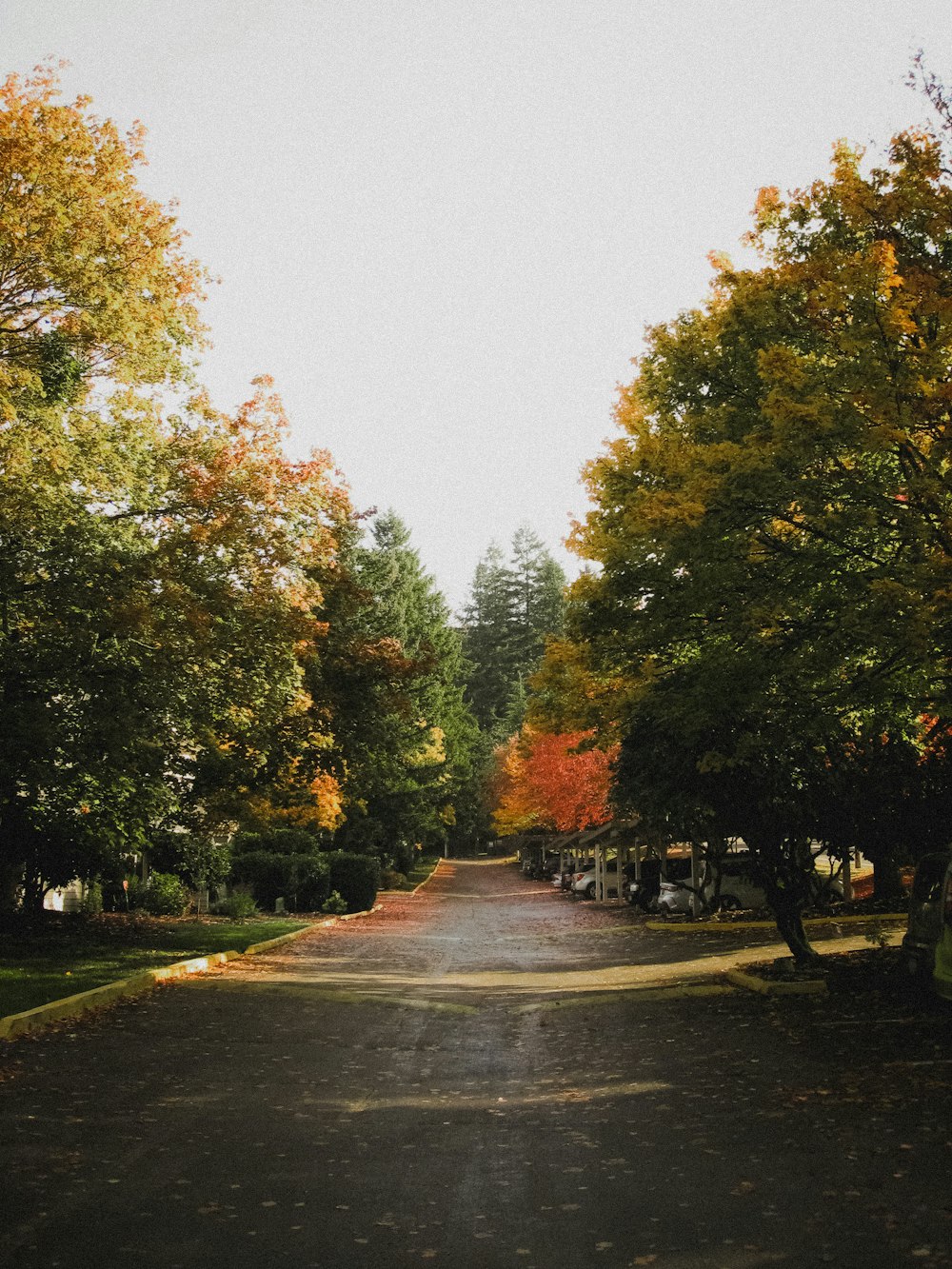 Un camino con árboles al lado