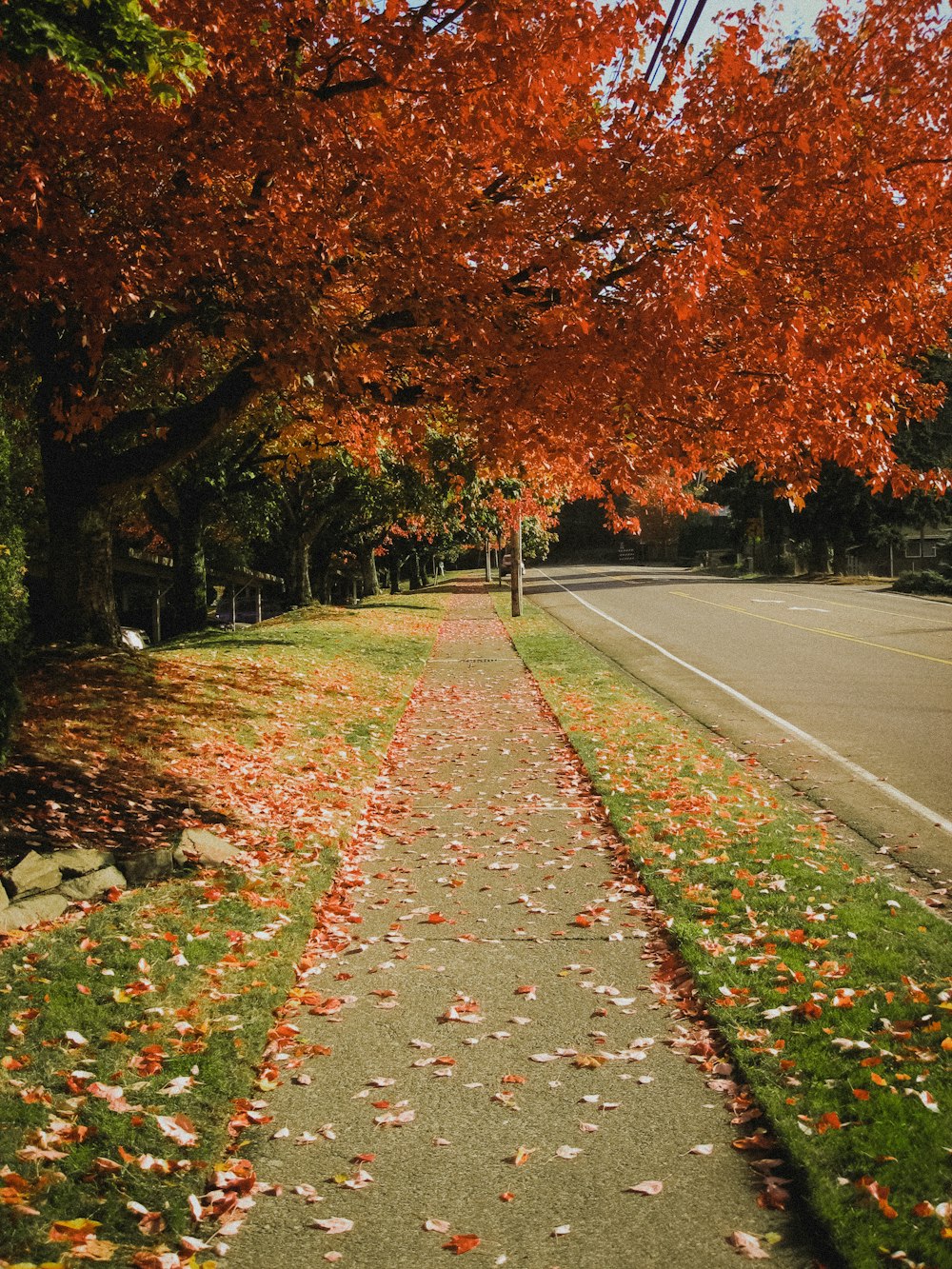 une route arborée de chaque côté