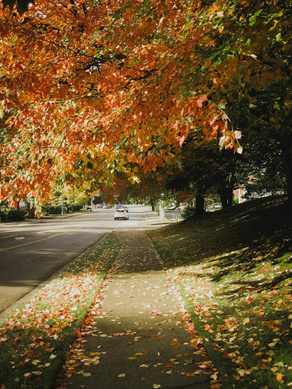 a street with trees on either side