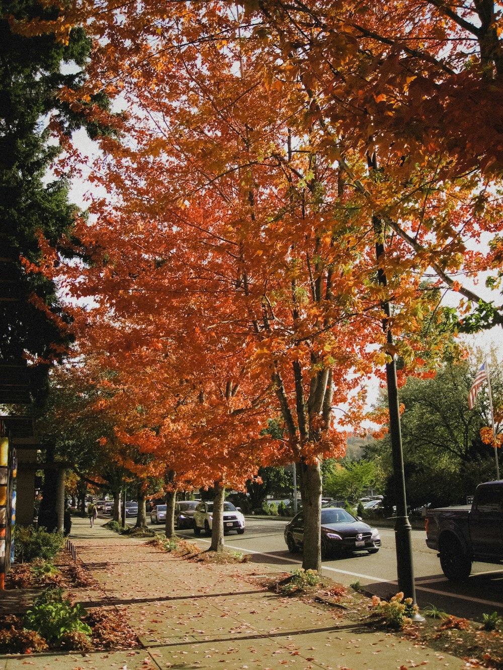 a group of trees with orange leaves