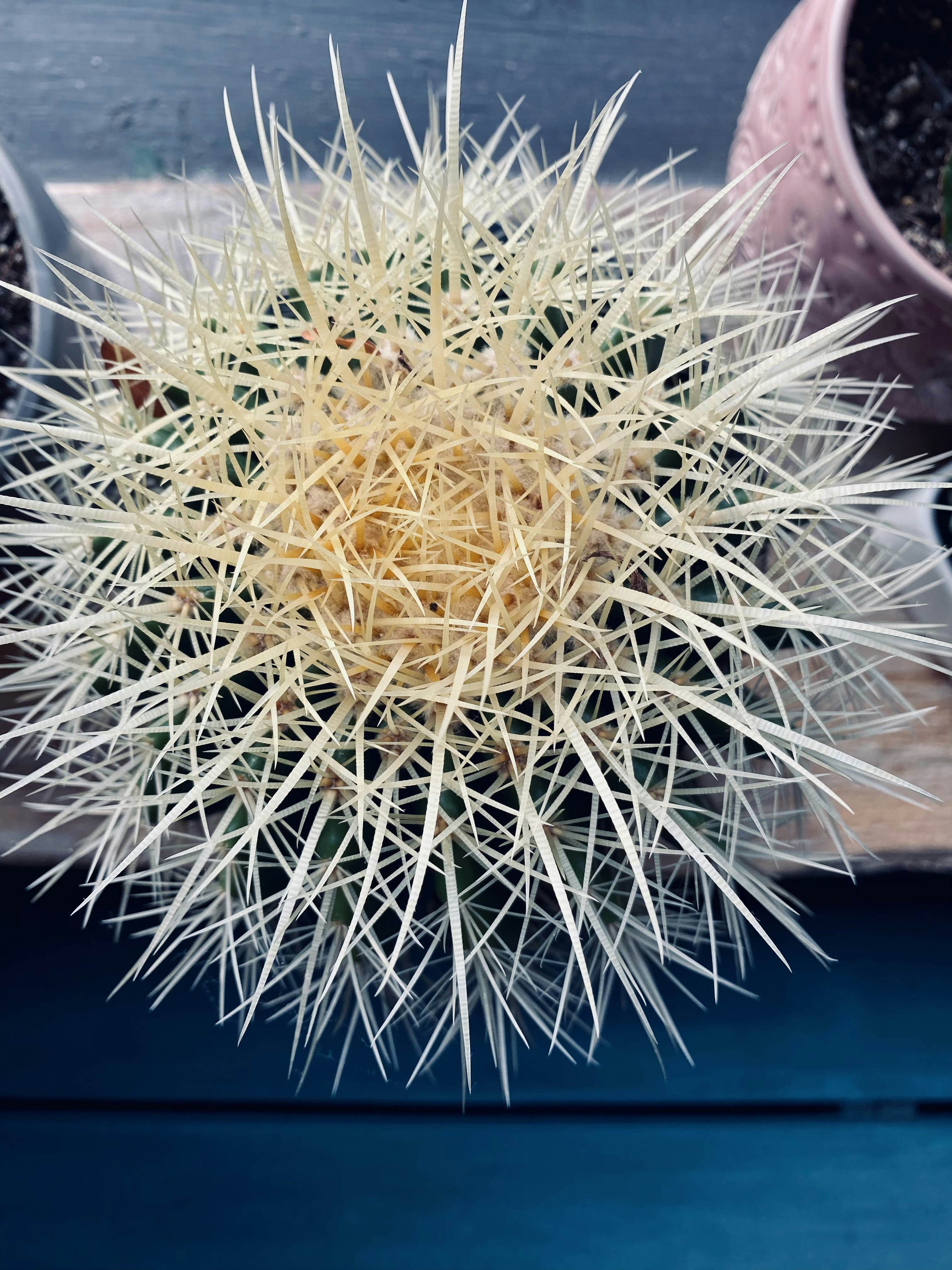 Cactus Espina Dorada