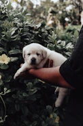 A volunteer gently holding a rescued puppy in a sunny park.