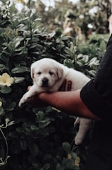 Hands gently holding a small puppy surrounded by green plants.