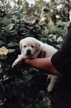 Hands gently holding a small puppy surrounded by green plants.