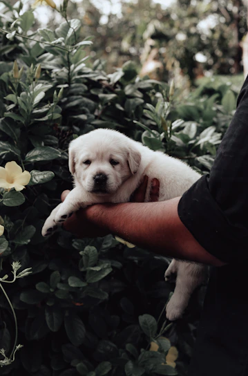 A joyful volunteer gently holding a rescued puppy in a sunlit shelter room.