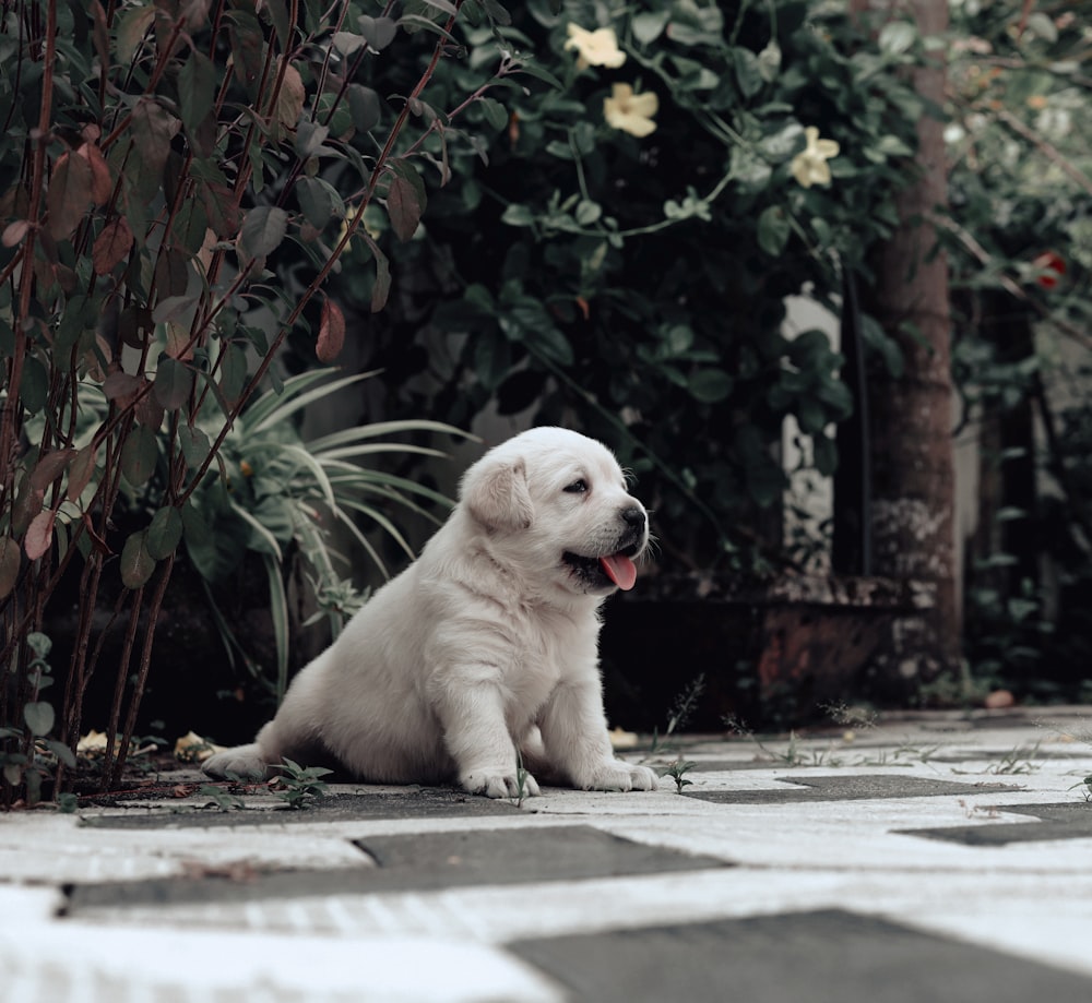 a dog sitting on the sidewalk