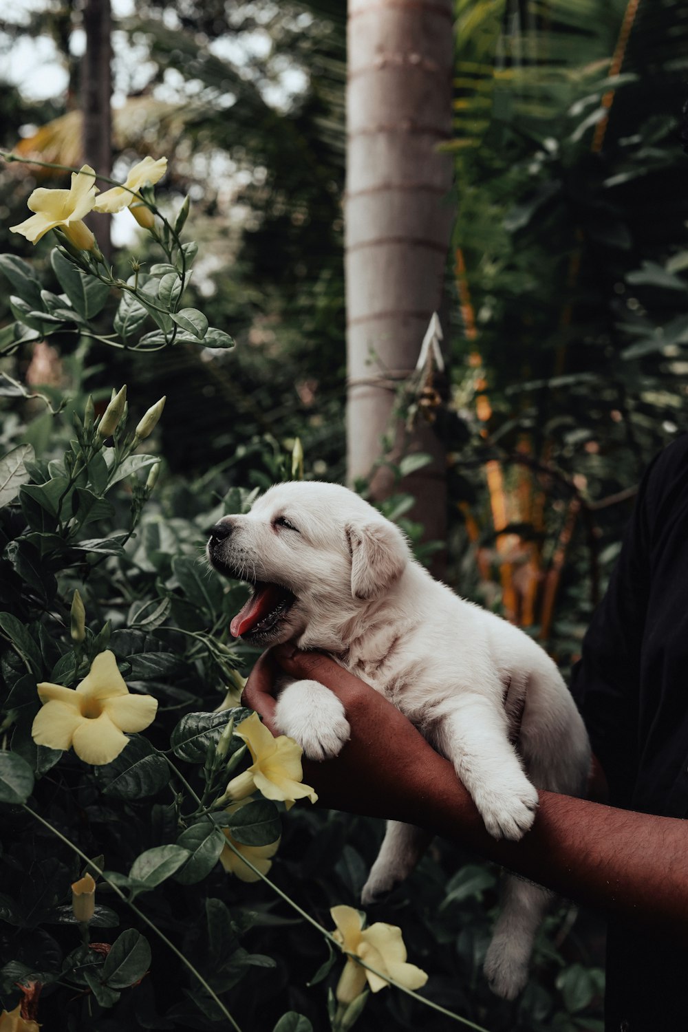 a person holding a dog