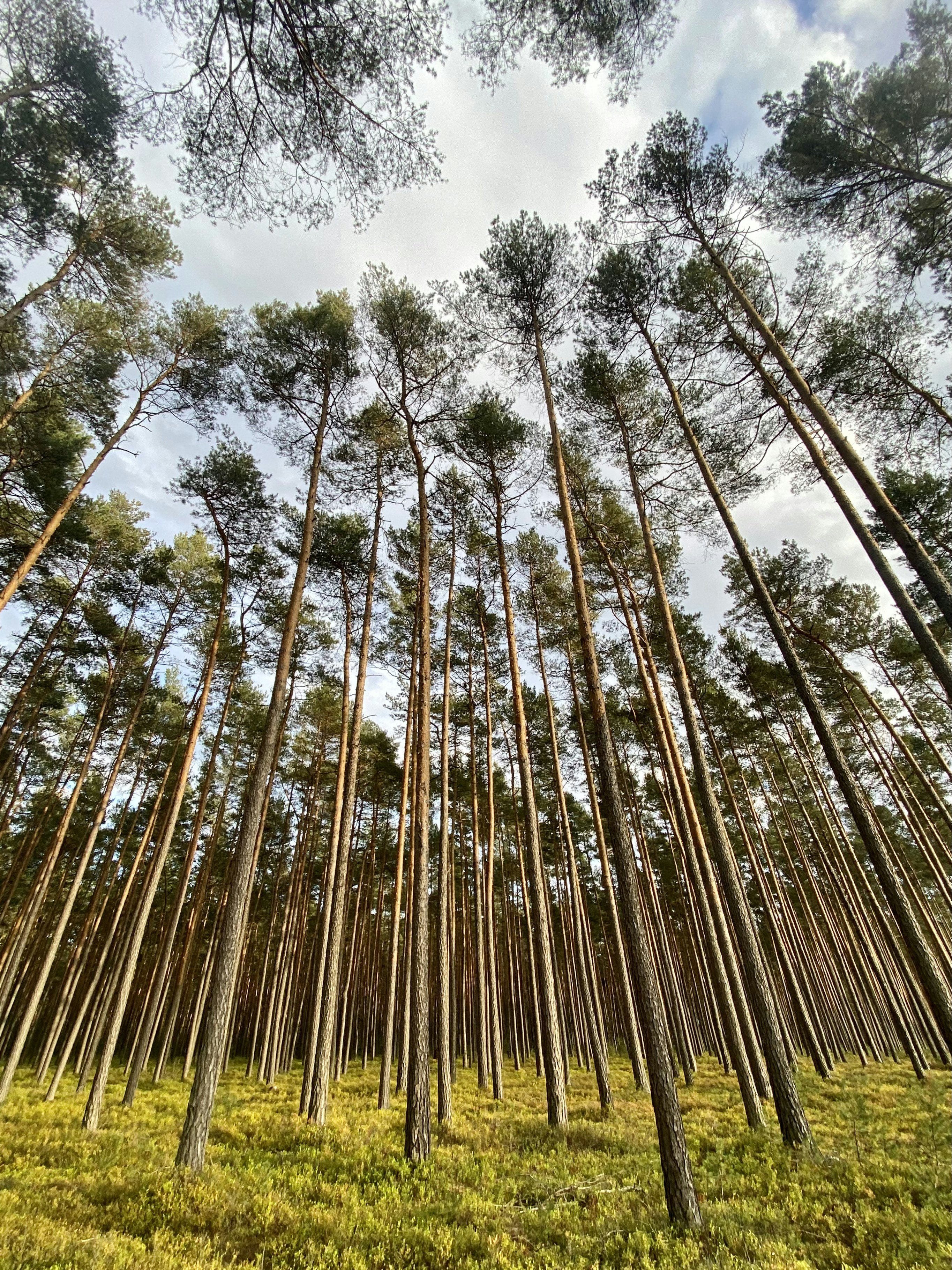 A group of trees photo – Free Forest Image on Unsplash