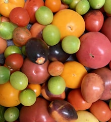 A collection of various tomatoes and fruits in different sizes and colors, including red, green, yellow, and orange. The fruits are closely packed together, showcasing a natural diversity of shapes and textures.