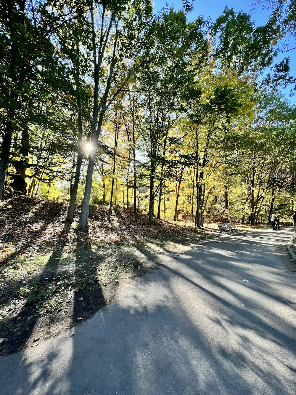 Une route arborée sur le côté