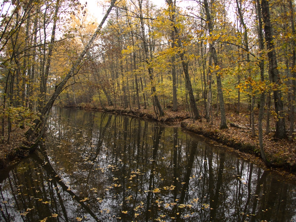 a body of water surrounded by trees