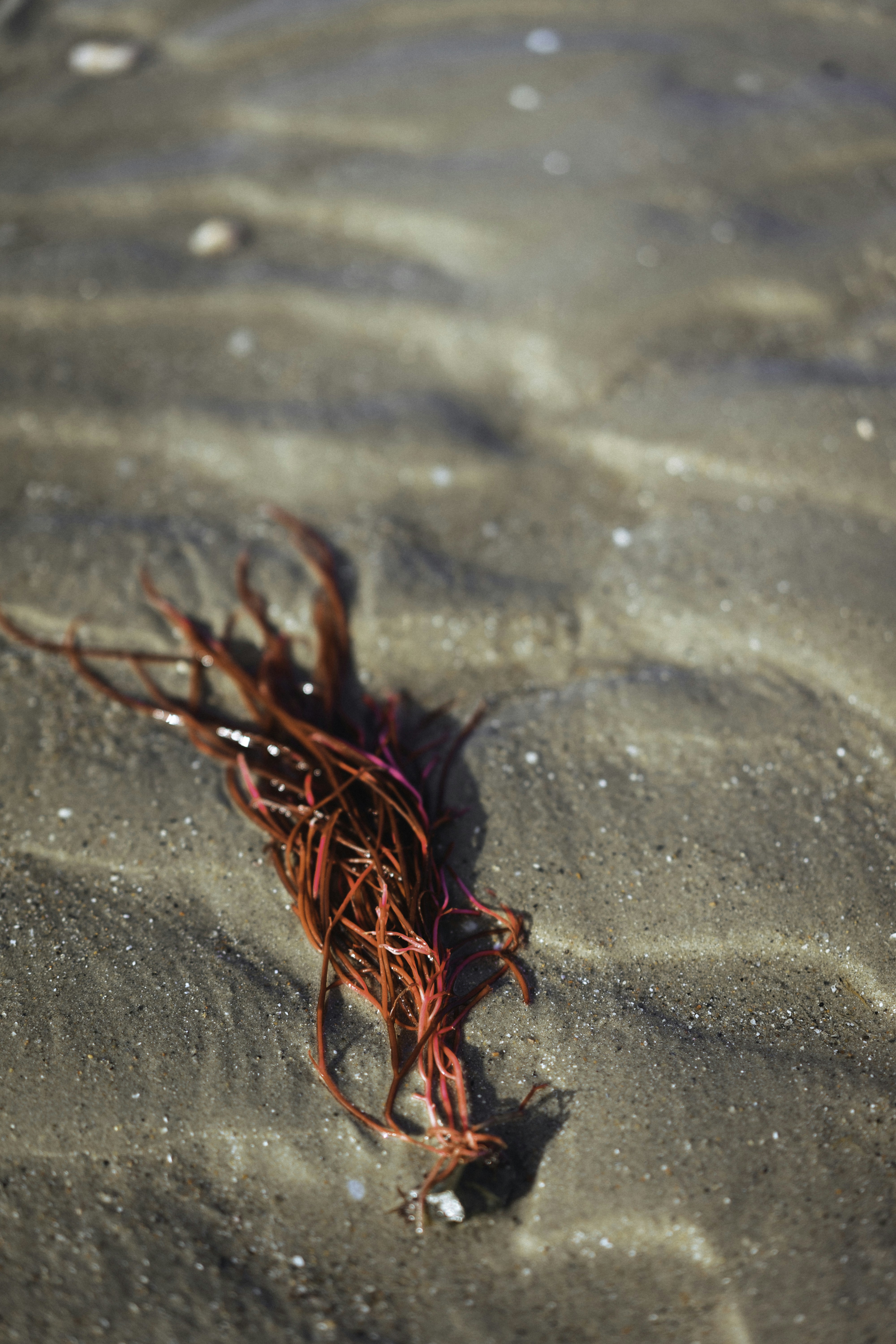 a red and black insect