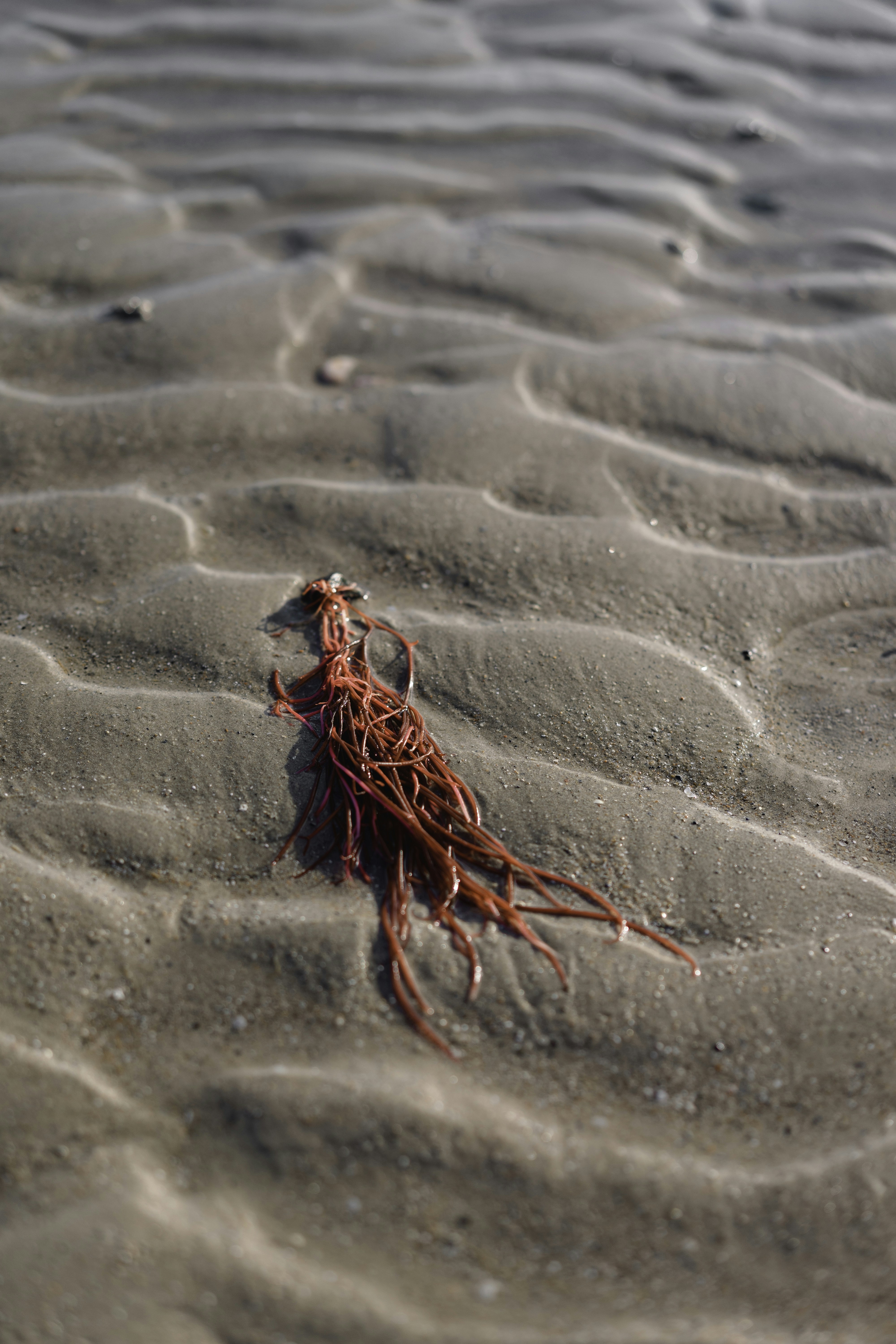 Photo by francescafrann