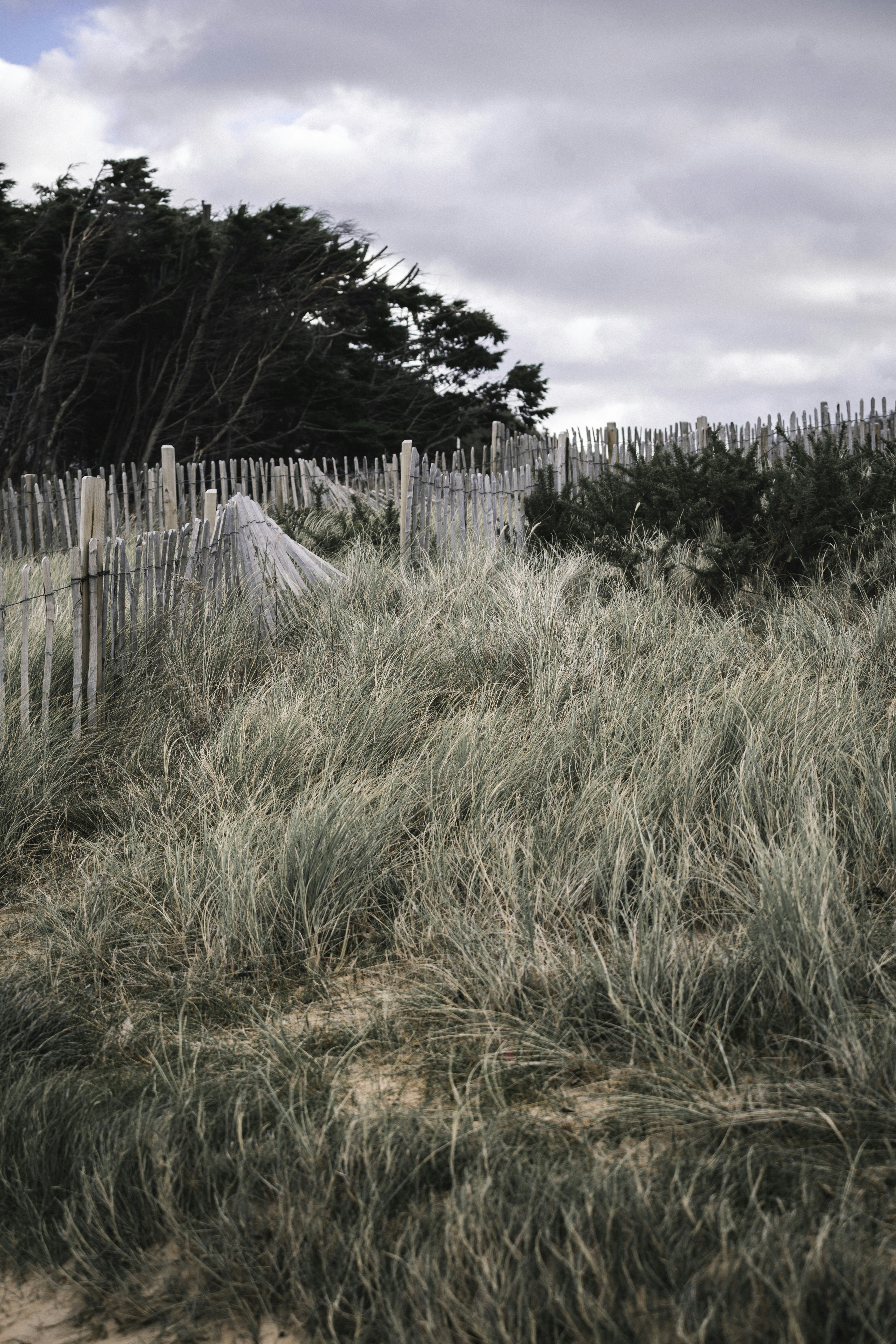 Photo by francescafrann