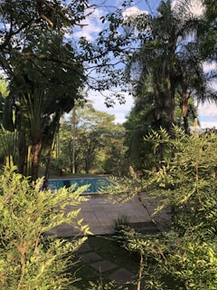 A tranquil garden scene featuring a small swimming pool surrounded by lush greenery and tall trees, with a clear blue sky visible through the foliage. The sun casts dappled shadows across the paved area, creating a serene and peaceful atmosphere.