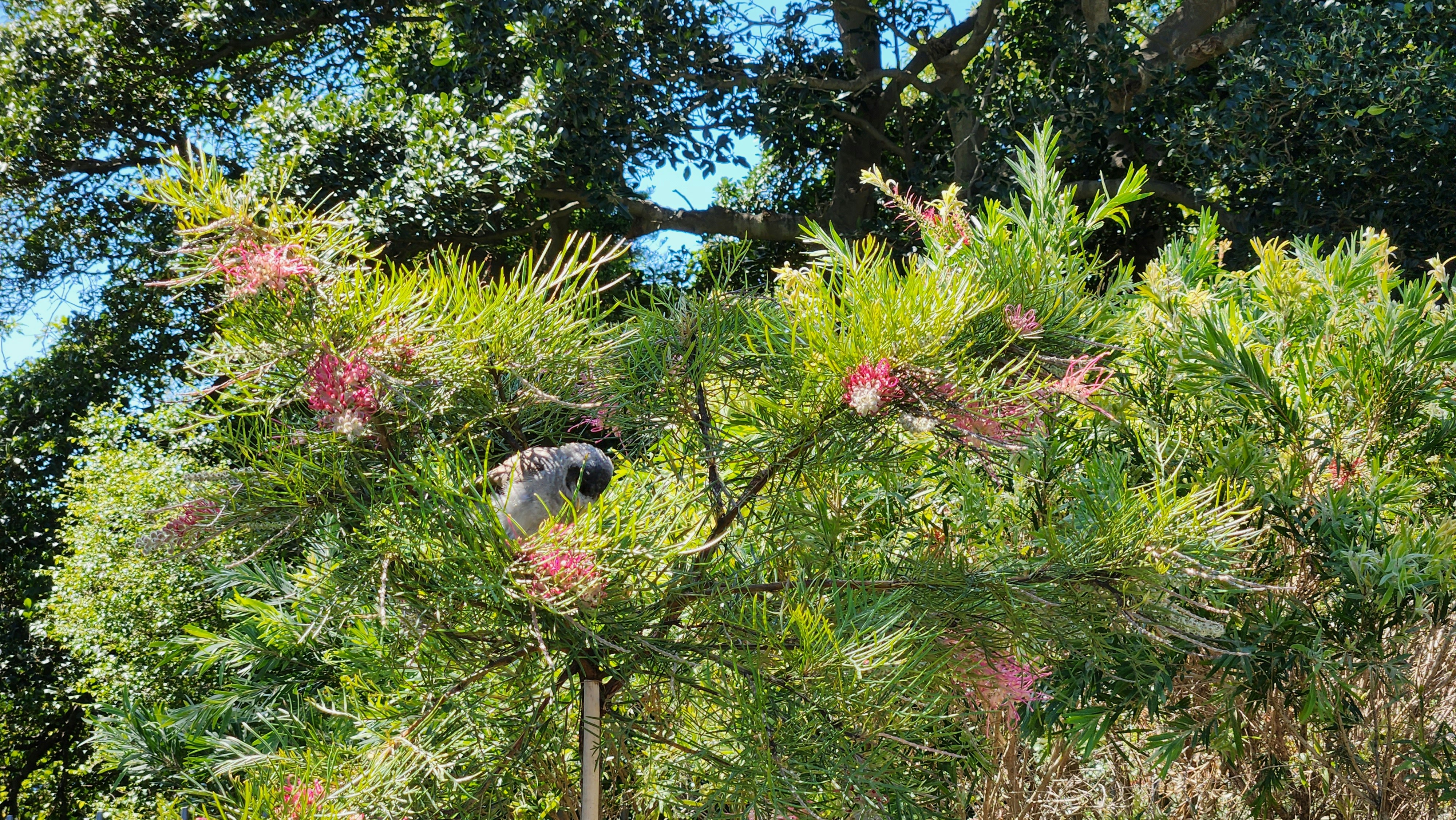 Dog among grevillea in a garden