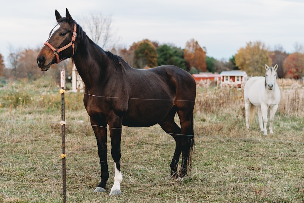 horses standing in a field