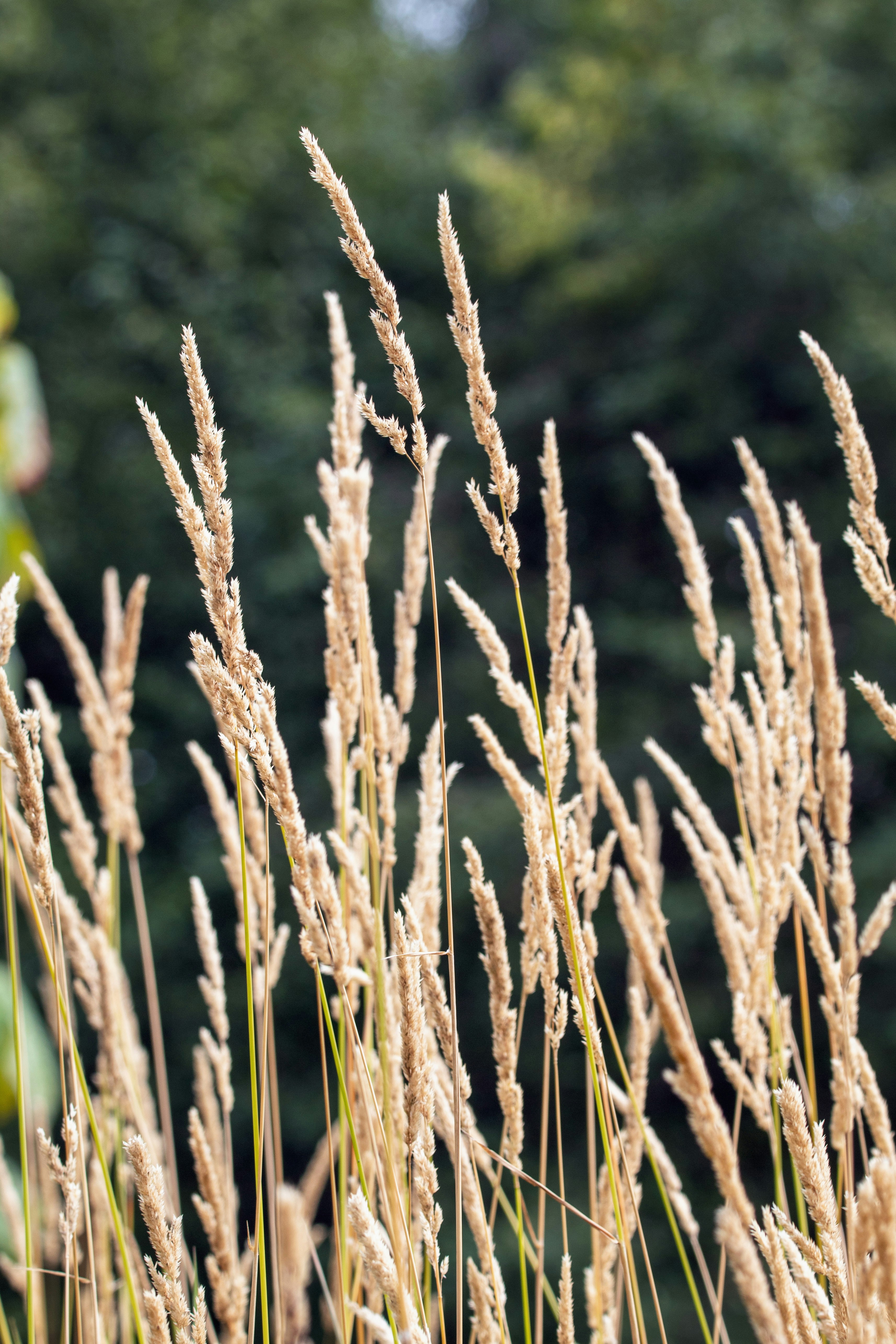 Photo by cirlbunting