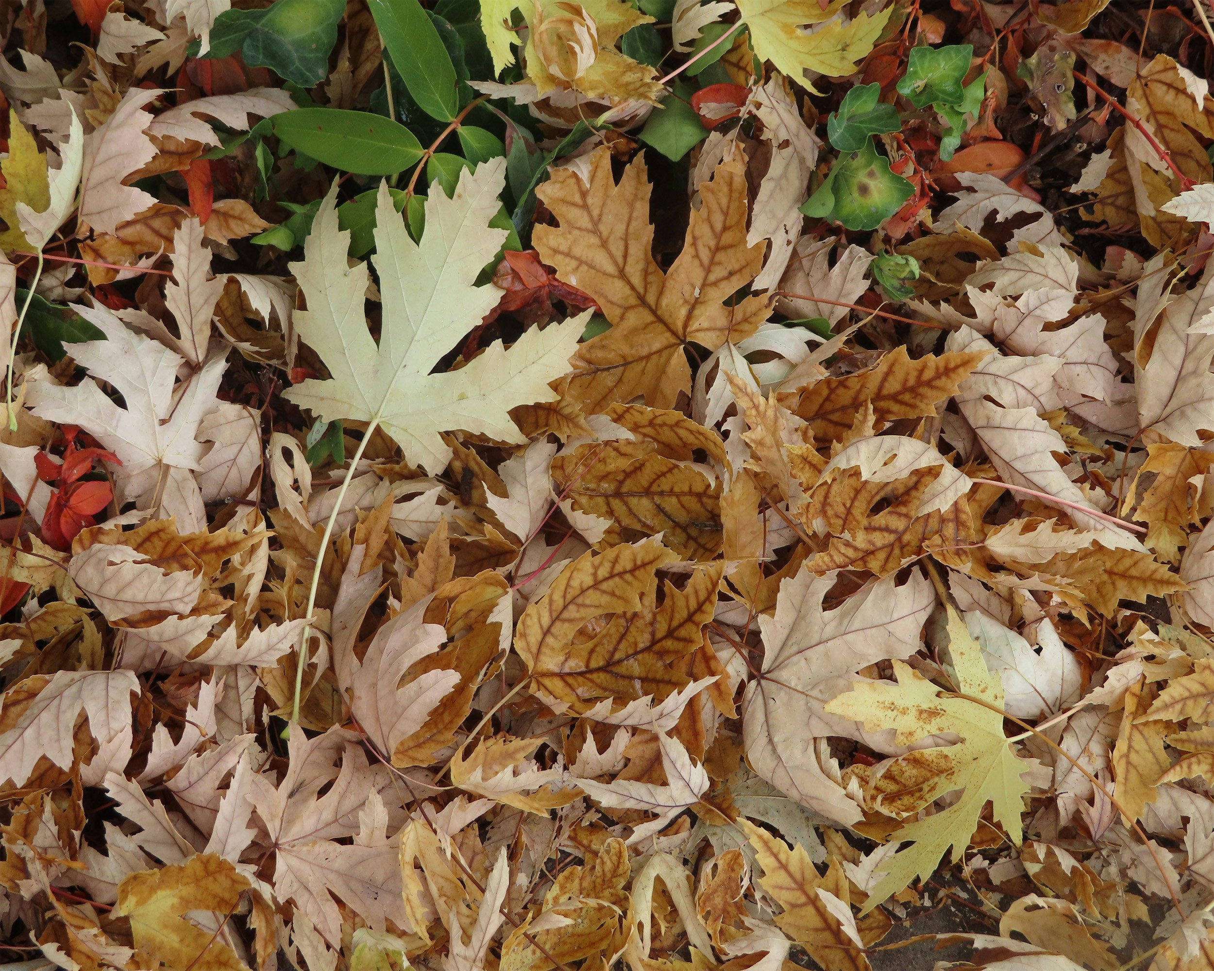 un mucchio di foglie