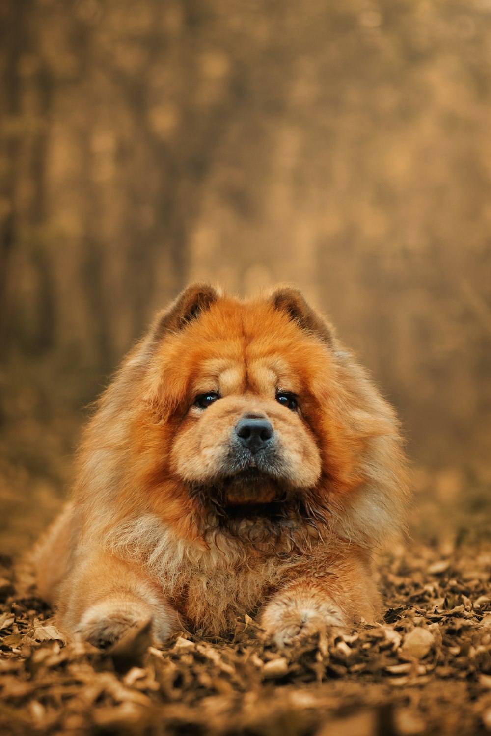 a dog lying on the ground