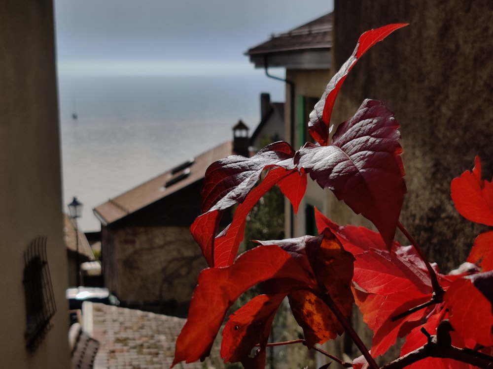 a red leaf on a plant