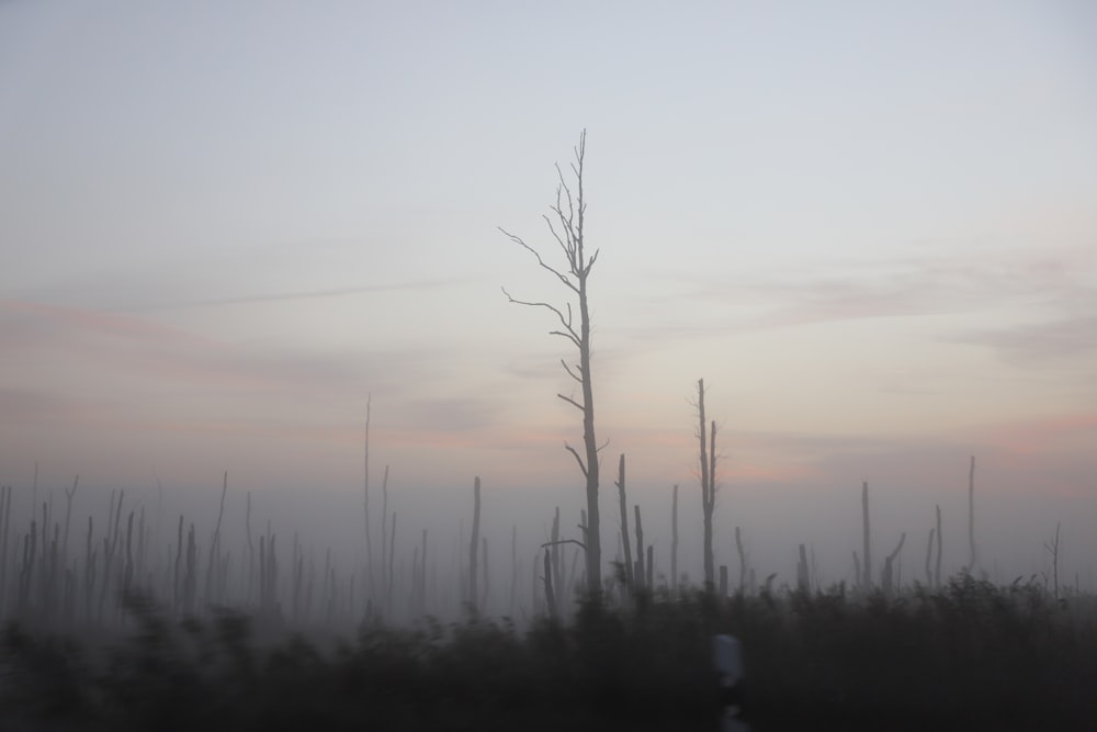 a tree in a field