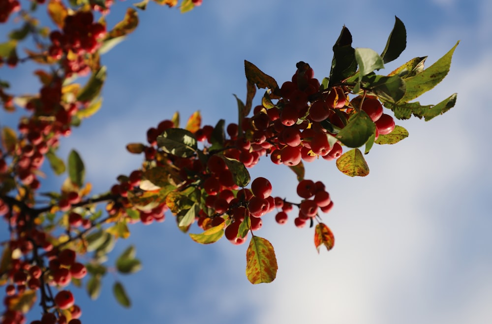 a tree with red berries