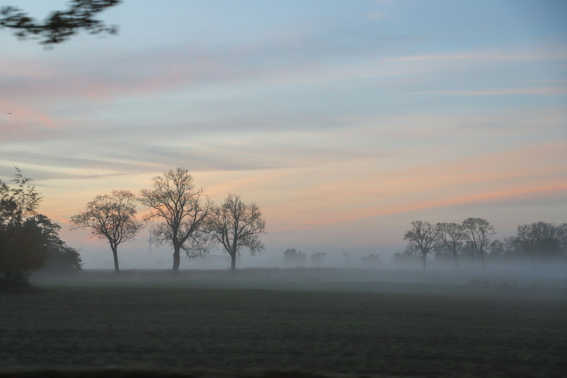 a foggy field with trees