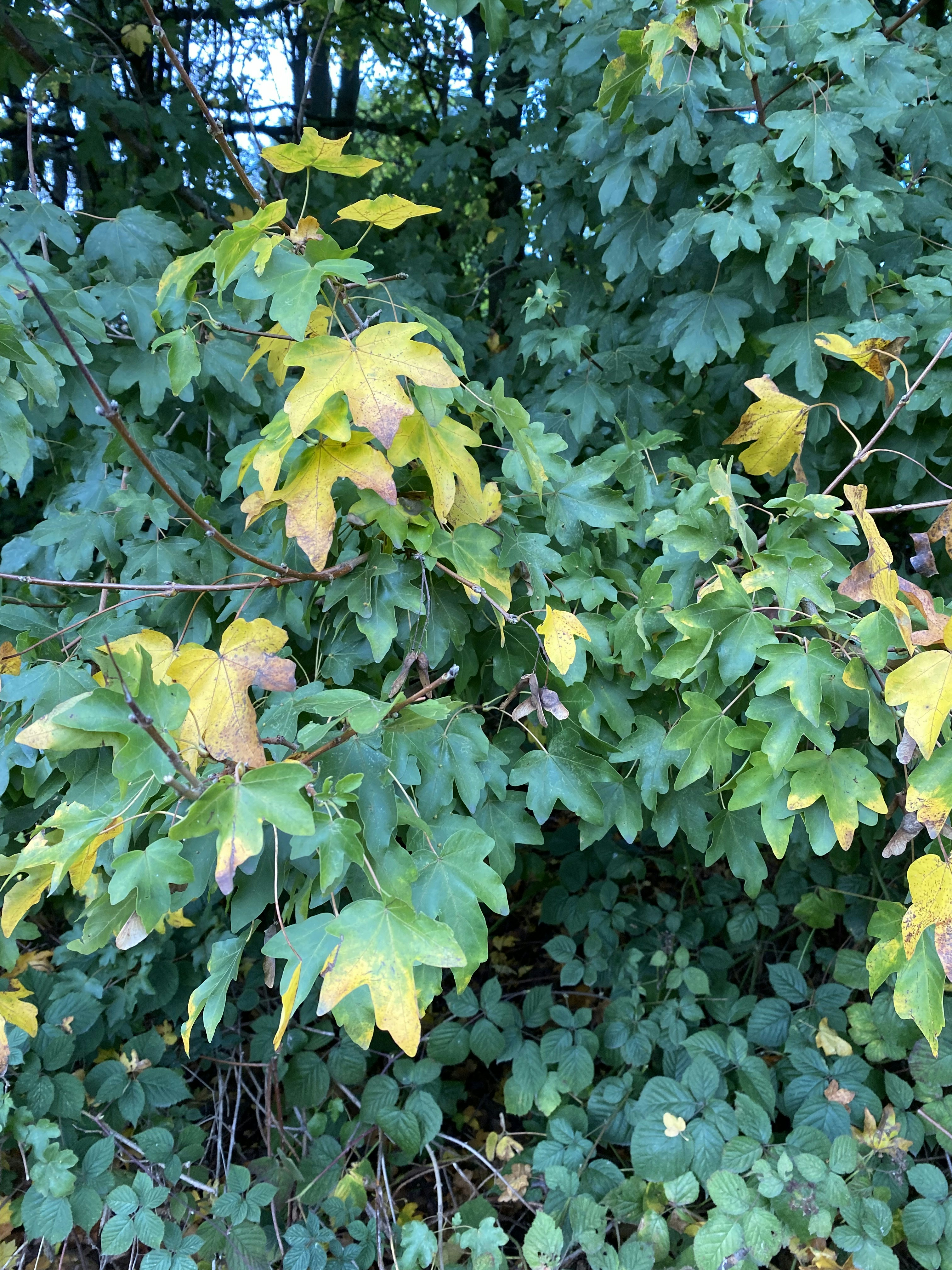 ein Busch mit gelben Blüten