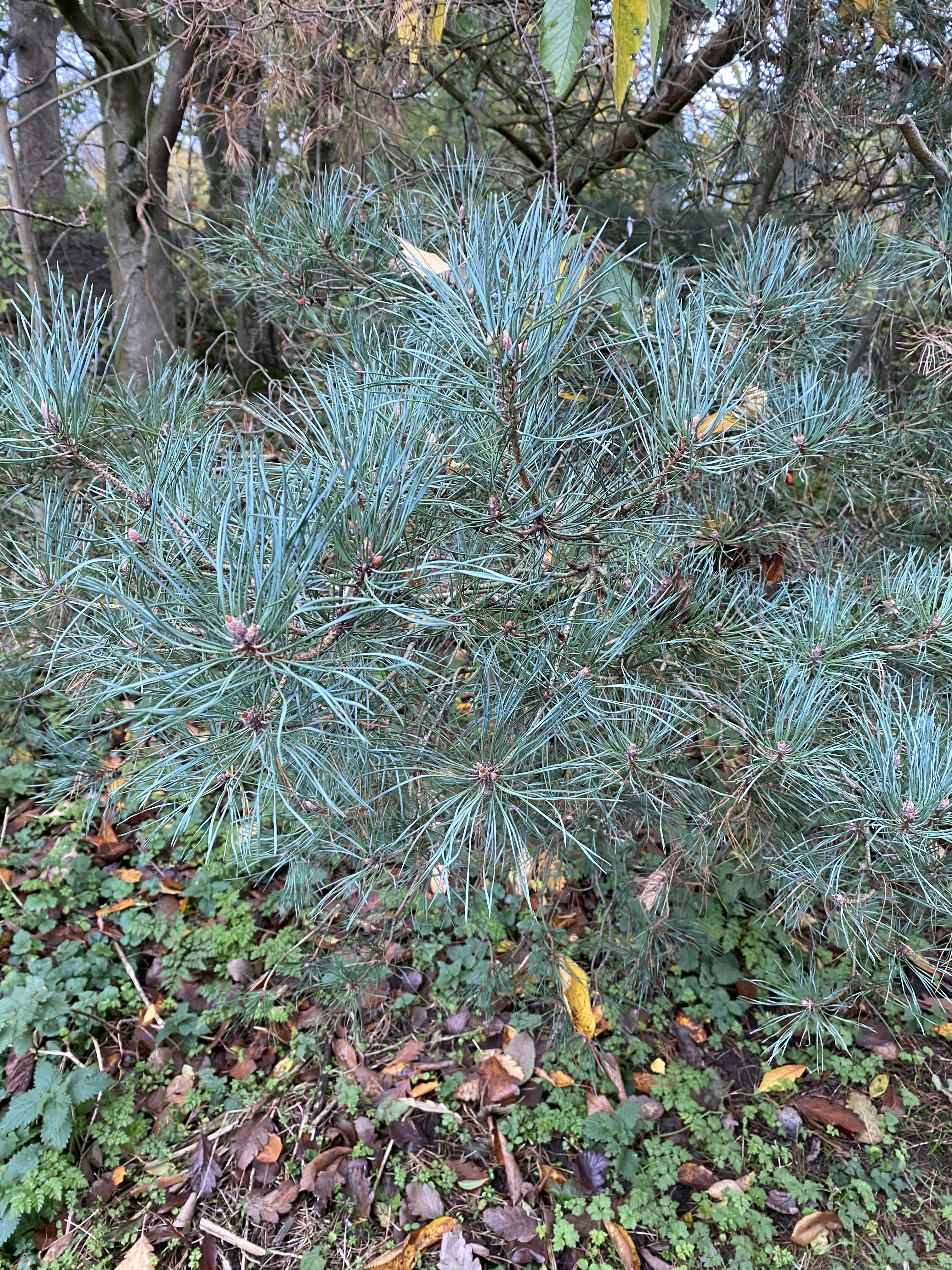 Nahaufnahme einer Kiefer