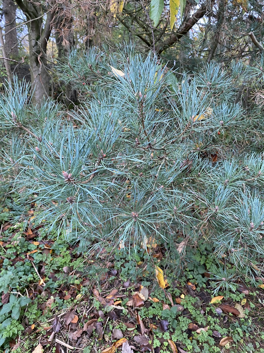um close-up de um pinheiro