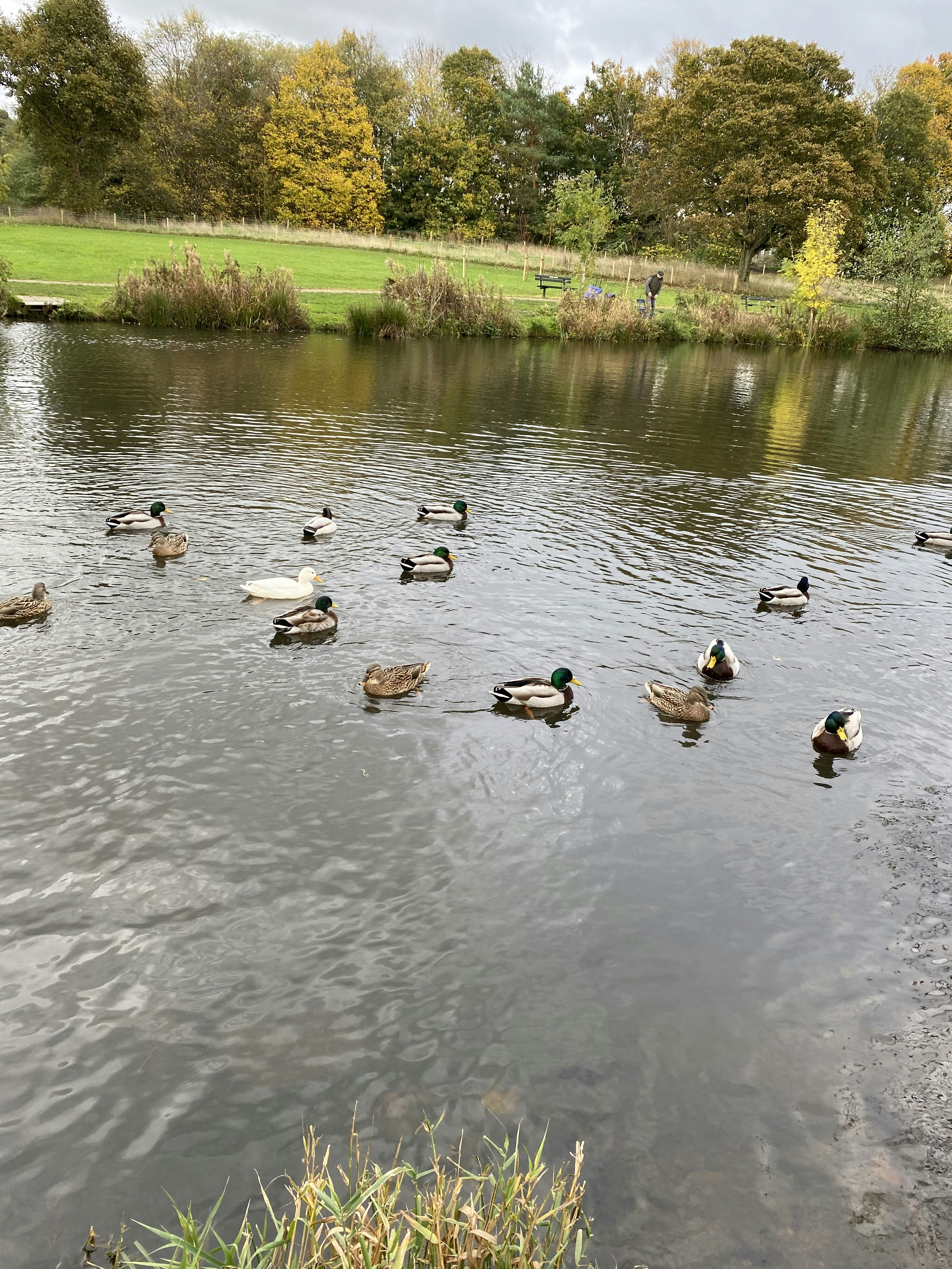 Eine Gruppe von Enten in einem Teich
