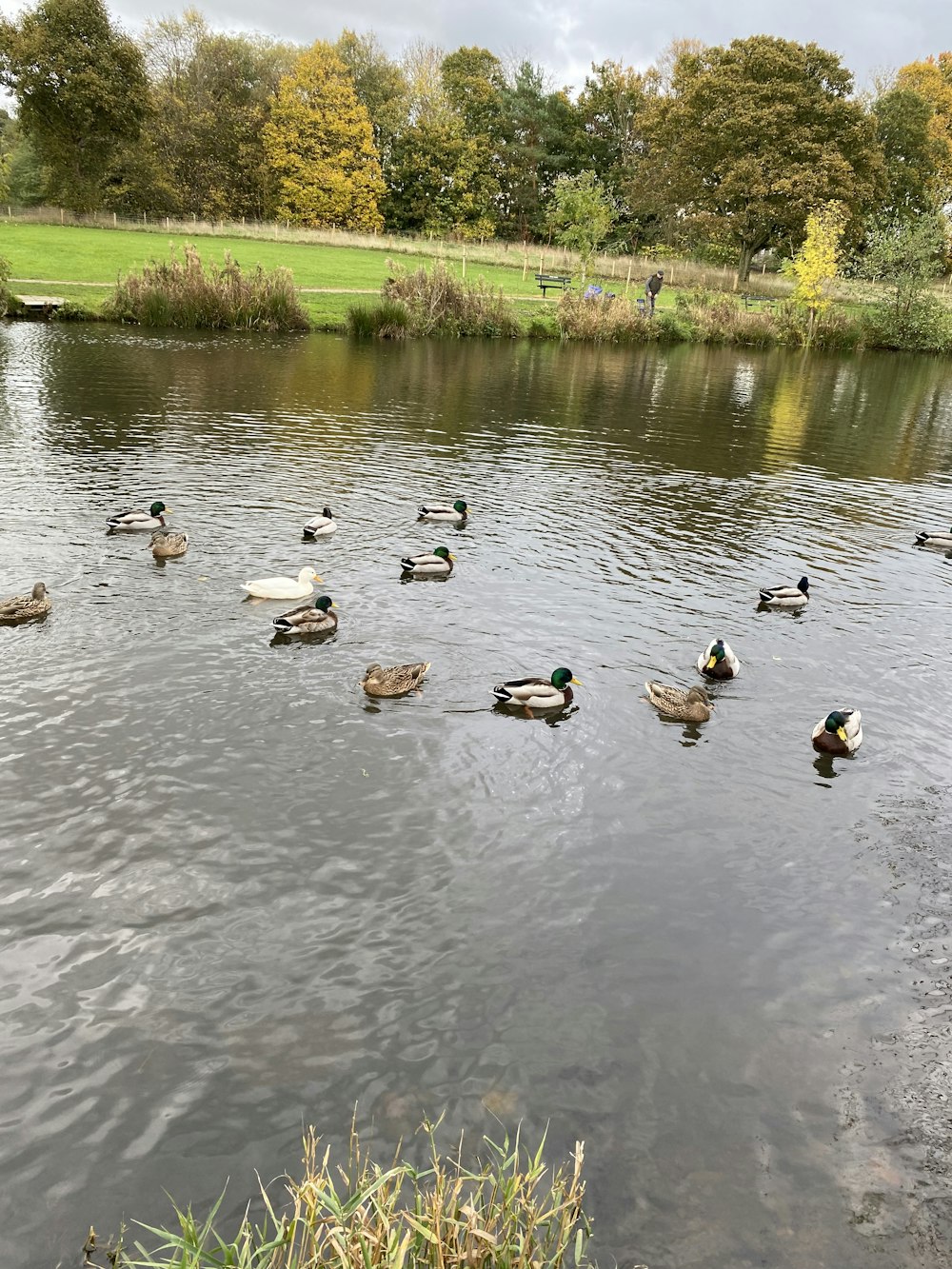 um grupo de patos em uma lagoa