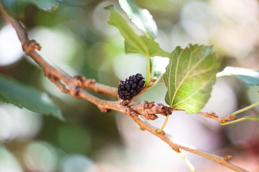 a close up of a black berry on a branch