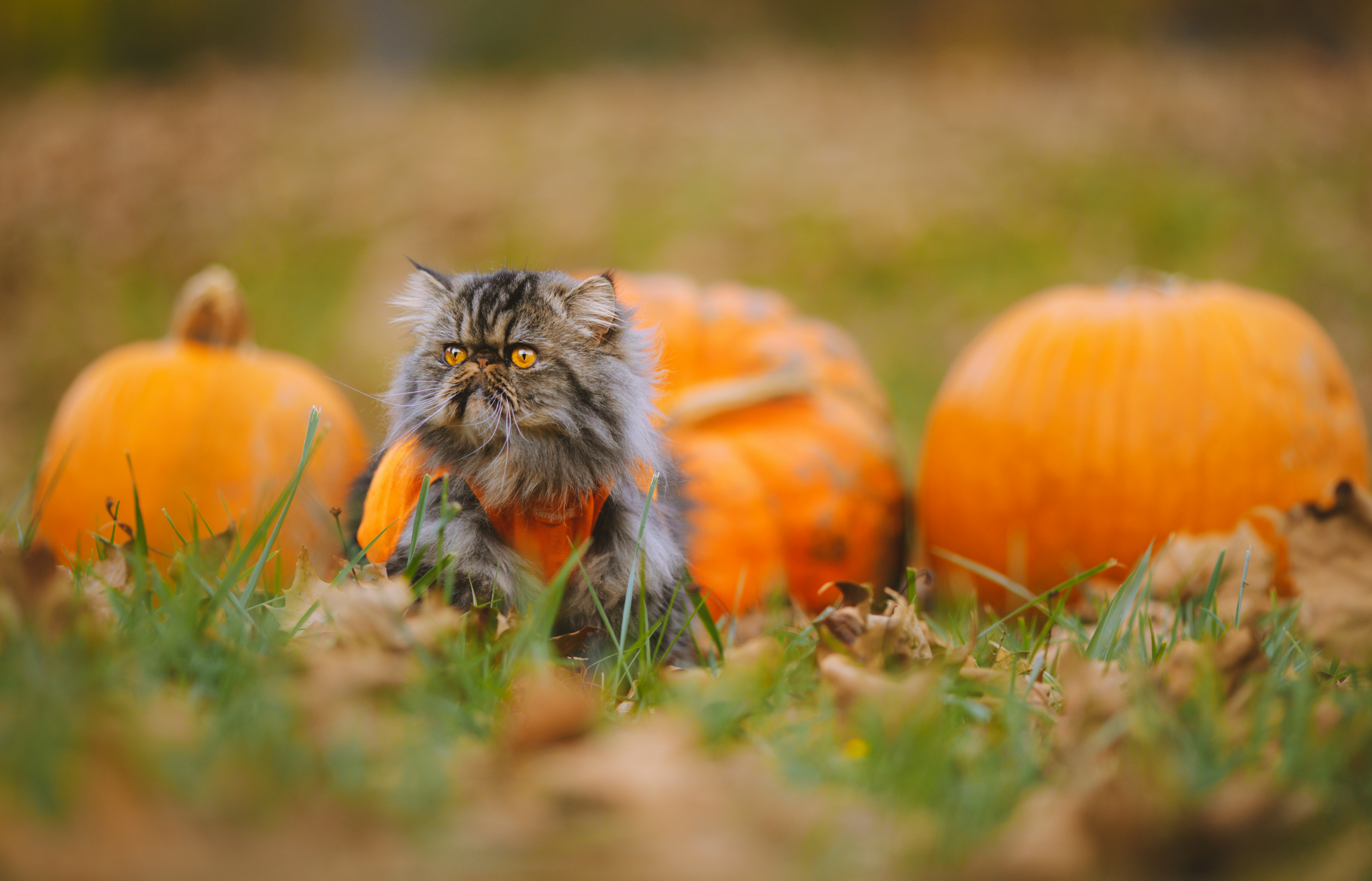 a cat in a field of oranges