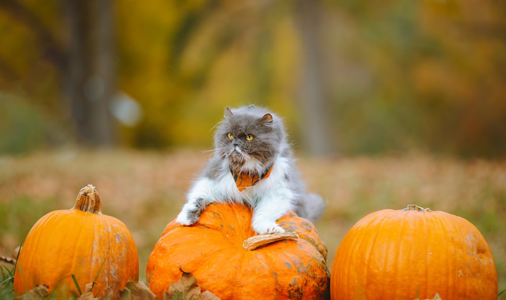 a cat sitting on a pile of pumpkins