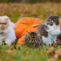 a group of cats in a field