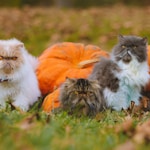 a group of cats in a field