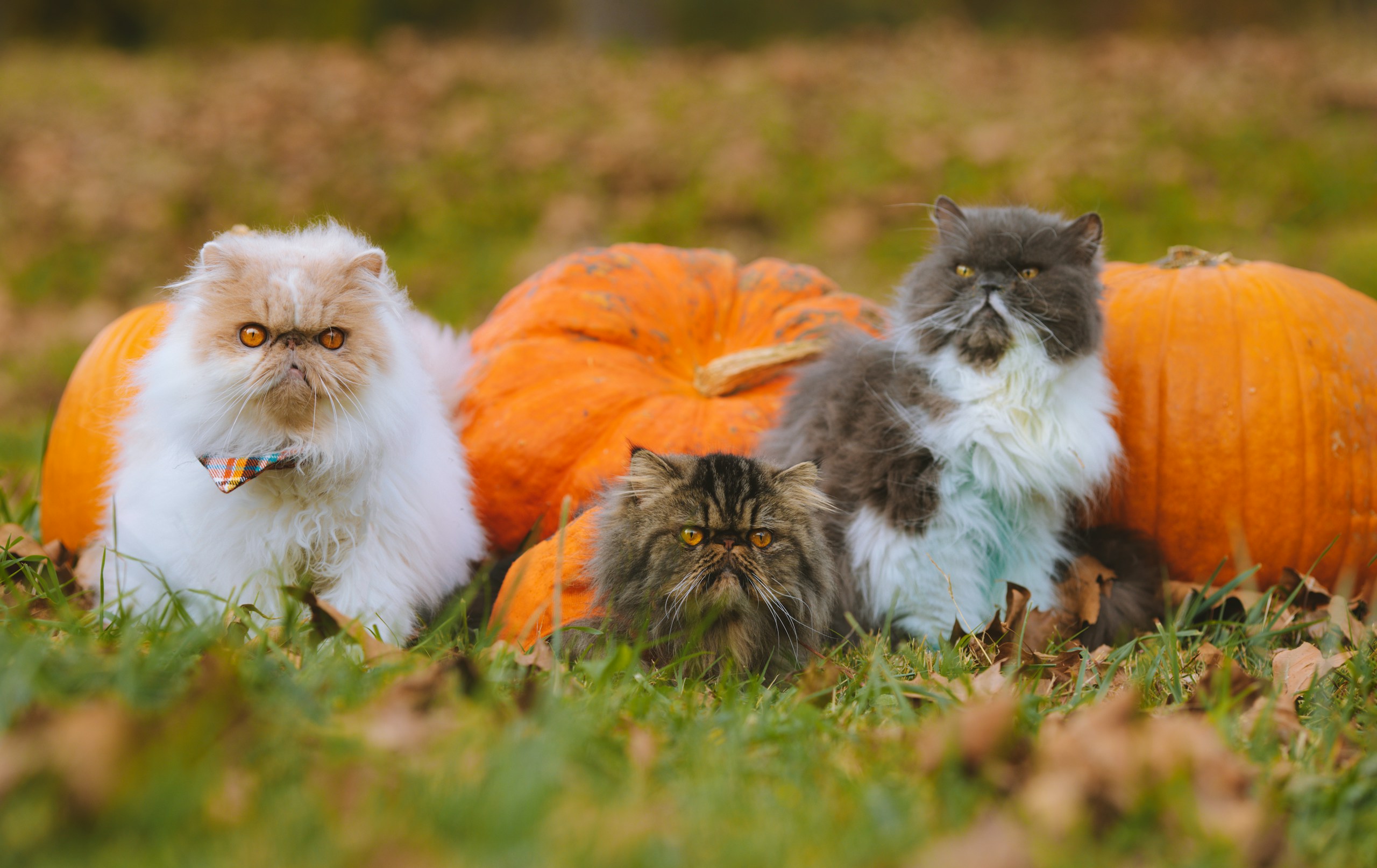 a group of cats in a field