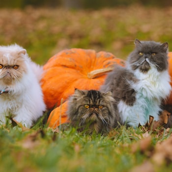 a group of cats in a field