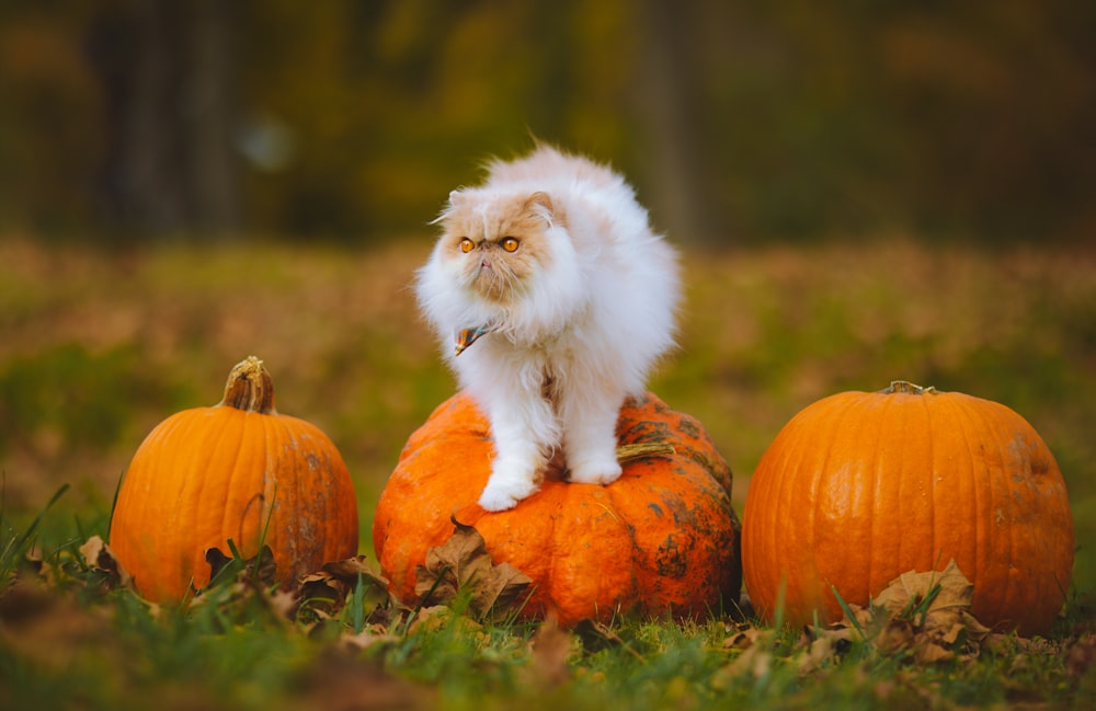 a white cat sitting on a pile of pumpkins
