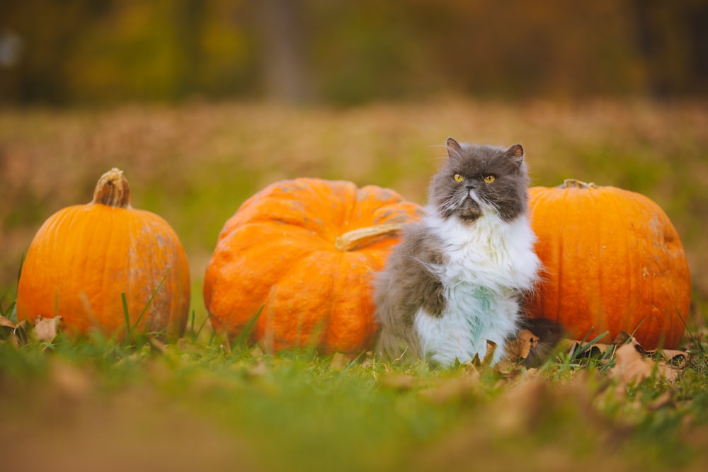 a cat sitting next to some pumpkins