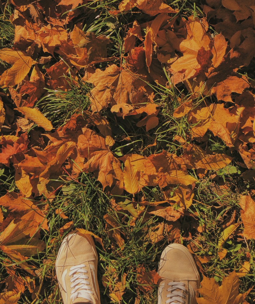 a pair of shoes on a pile of leaves